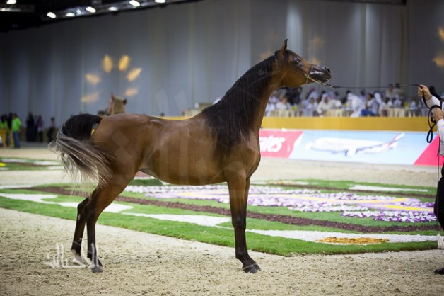 DUBAI INTERNATIONAL ARABIAN HORSE CHAMPIONSHIP AND FAIR OPEN TOMORROW
