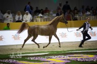 Photo Gallery for the 1st day of Dubai 2015 International Arabian Horses Championship