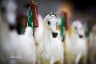 Final Results and Photos for Dubai 2015 International Arabian Horses Championship