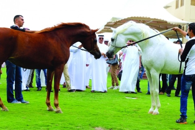 مربط دبي يفتح أبوابه أمام عشاق الخيل العربية الأصيلة