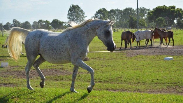 Arabian horses … bold and beautiful