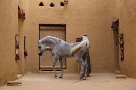 حُجة الخيل العربية .. تقليد تراثي ابتكره العرب