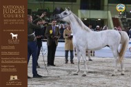 بدء التسجيل بدورة تدريب تحكيم جمال الخيل العربية في الكويت