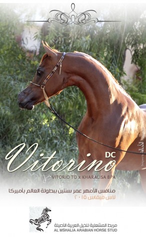 كل التوفيق لمربط المشعلية .. «فيتورينو» منافس الأمهر بلاس فيقاس ٢٠١٥