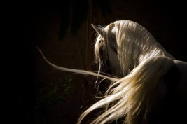 خيل النبيّ صلى الله عليه وسلم