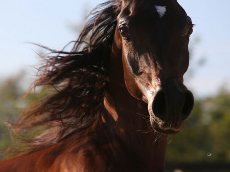 «الصقران» و «الزباره» يتوجان بذهب العالم لمربي الخيل العربية بلاس فيقاس