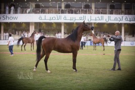 الدرس المستفاد .. من مِقْصَلة الاستبعاد