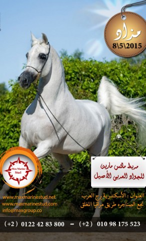مزاد مربط ماكس مارين للجواد العربي الأصيل بالاسكندرية