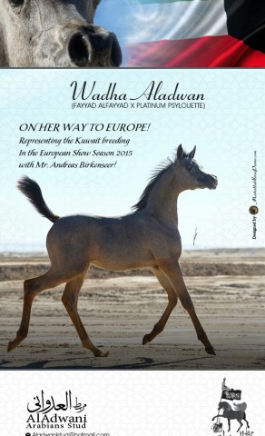 Wadha Aladwan .. To Europe!