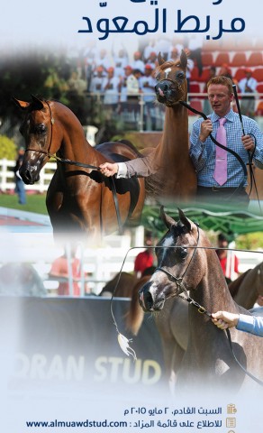 قائمة مزاد خيل مربط المعود ٢٠١٥
