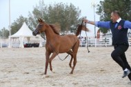 إشادة واسعة ببطولة فيصل بن حمد لجمال الخيل العربية الأصيلة بالبحرين
