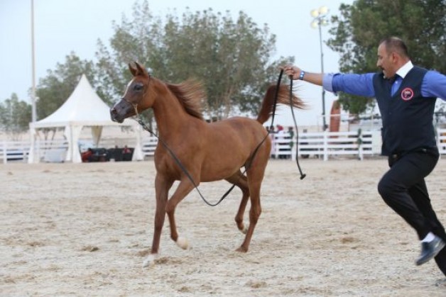 إشادة واسعة ببطولة فيصل بن حمد لجمال الخيل العربية الأصيلة بالبحرين
