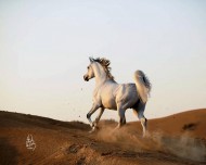 «الزراعة»: 30 دولة ترفع الحظر عن الخيول الكويتية بعد سلامتها من مرض «الرعام»