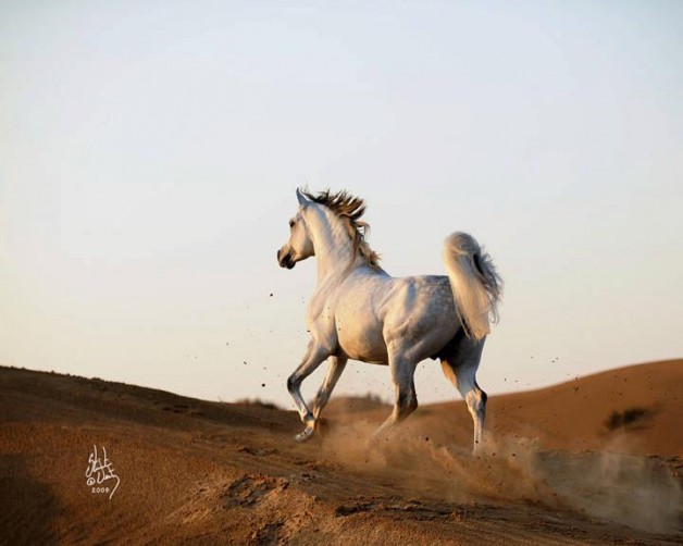 «الزراعة»: 30 دولة ترفع الحظر عن الخيول الكويتية بعد سلامتها من مرض «الرعام»