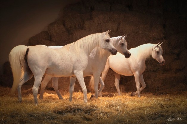 الكشف عن الحمل في الأفراس