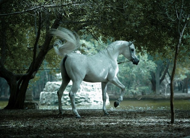 118 قسيمة في الوفرة لتربية «الخيول العربية الأصيلة»