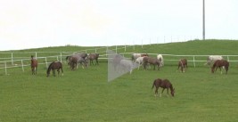 فيديو: تربية الخيول العربية في مدينة إسكي شهير التركية