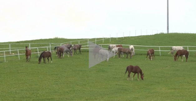 فيديو: تربية الخيول العربية في مدينة إسكي شهير التركية