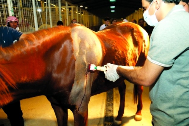 حجامة الخيول… بديل يتحدى البيطرة