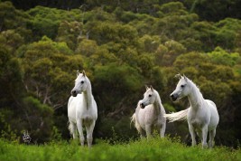 سلوكيات الخيل الشاذة وكيفية علاجها – الجزء الثالث