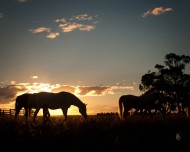 هكذا تُعالج أبرز أمراض الخيول خلال فصل الشتاء
