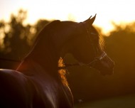 سياحة في حديث: الخيل معقود في نواصيها الخير