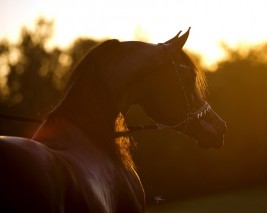 سياحة في حديث: الخيل معقود في نواصيها الخير