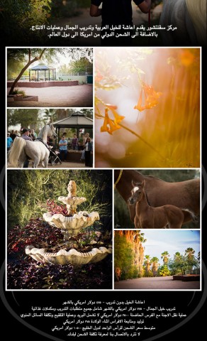 نرحب بكم ونتشرف بالعناية بخيولكم العربية