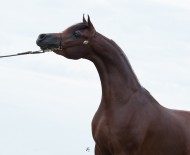 «الصقران» و «عجمان» يستحوذان على ذهب “بروج” 2015 و «المحمدية» و «سدير» بالفضة – النتائج