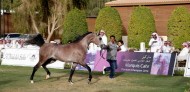 Al-Khalidiya Farm Achieves 1,35 Million Saudi Riyals and Returns  Half of the Horses Displayed for Sale