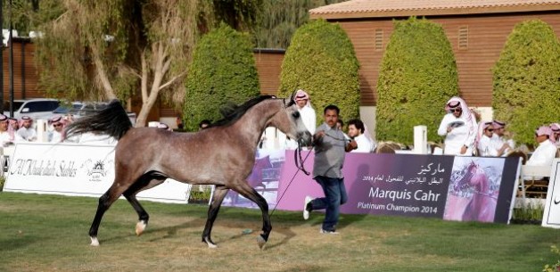 Al-Khalidiya Farm Achieves 1,35 Million Saudi Riyals and Returns  Half of the Horses Displayed for Sale