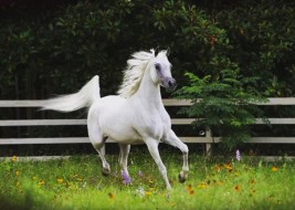 «ريانة العليا» تهدي الريان ذهب الأفراس في كنتاكي