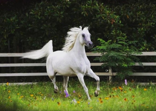 «ريانة العليا» تهدي الريان ذهب الأفراس في كنتاكي