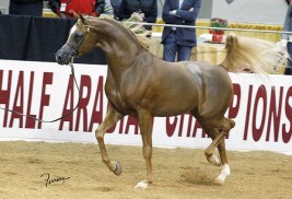 Arabian horses to be a part of the 2015 Central Park Horse Show
