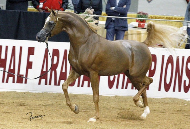 Arabian horses to be a part of the 2015 Central Park Horse Show