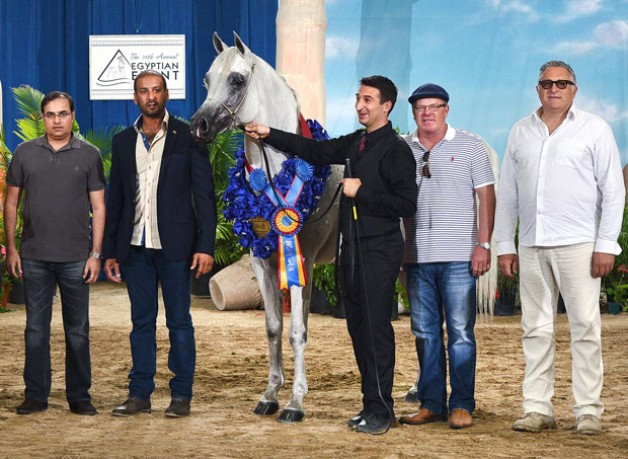 مربط دبي يكسب ذهبيتين من ساليرنو الإيطالية وذهبيتين من كنتاكي الأمريكية