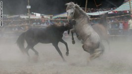 بالصور: في الفلبين منافسات تقاتل الخيول إلى حد الموت تستمر مع مخالفتها للقانون!