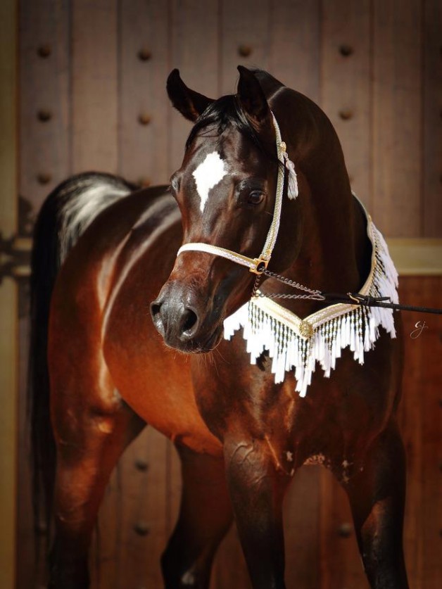 سياحة في حديث: عليكم بكلِّ كُمَيتٍ أغرَّ محجَّلٍ أو أشقرَ أغرَّ محجَّلٍ أو أدهمَ أغرَّ محجَّلٍ