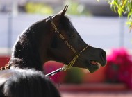 قصتان عن وفاء الخيل العربية الأصيلة