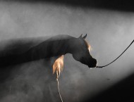 وفاء الخيل العربية الأصيلة