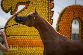 استحواذ خليجي على المراكز المؤهلة لنهائي «منتون» ٢٠١٥ لفئات المهرات والأفراس – النتائج