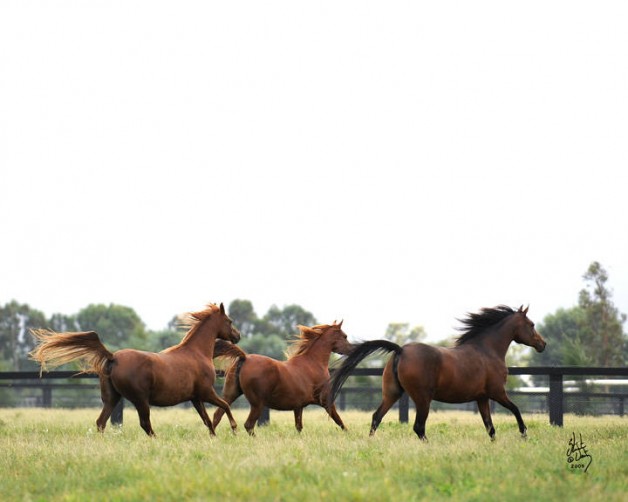 رفع الحظر عن استيراد وتصدير الخيول من الكويت