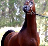 إي – جاكرتا