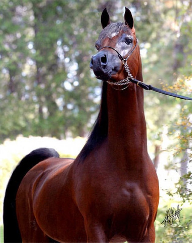 إي – جاكرتا