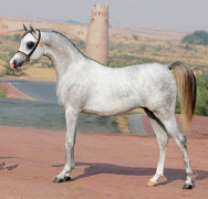 إي جي دينار