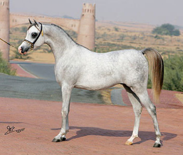 إي جي دينار