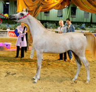 إي- جي طرفان