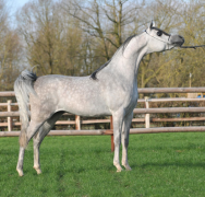 أجا جستفايد