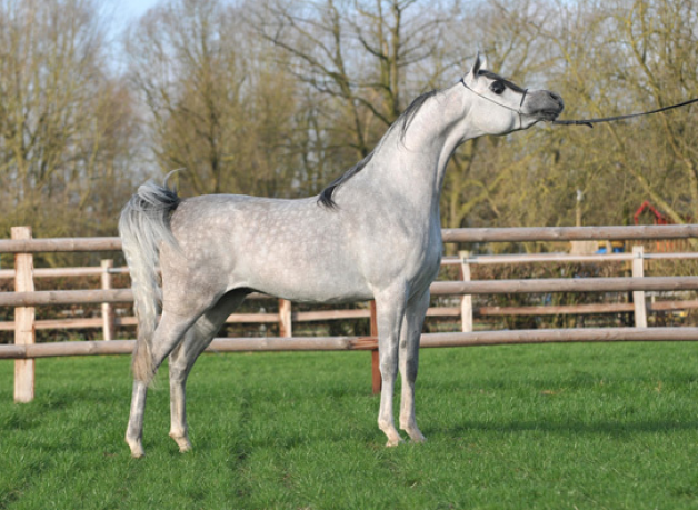 أجا جستفايد