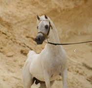 أنساتا نايل إيكو